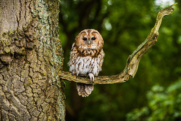 Tawny owl On The Branch Of A Tree The Tawny Owl or Brown Owl (Strix aluco) is a stocky, medium-sized owl commonly found in woodlands across much of Eurasia. Its underparts are pale with dark streaks, and the upperparts are either brown or grey. Tawny Owls hatch 28-29 days after the egg is laid. The hatch date can be taken as the owl's "birthday" as development in the egg can be seen as broadly equivalent to the embryonic stages in mammals. The nestling stage that follows lasts about 28 days. From about day 25 owlets become curious about the outside world and, although unable to fly, they may leave the nest or hole and hop to nearby perches, a stage known as branching. By day 29 or 30 they have sufficiently developed wings to fly properly, and they are said to be fledglings. Once all her brood have fledged, the mother often takes them away from the nest area and leads them to the parents' main hunting grounds.  This owl is non-migratory and highly territorial. Many young birds starve if they cannot find a vacant territory once parental care ceases.  Predators of the Tawny Owl include large birds such as Ural and Eagle Owls, Northern Goshawks, Golden Eagles, and Common Buzzards. Pine Martens may raid nests, especially where artificial nest boxes make the owls easy to find, and several instances have been recorded of Eurasian Jackdaws building nests on top of a brooding female Tawny Owl leading to the death of the adult and chicks.  A Danish study showed that predation by mammals, especially red foxes, was an important cause of mortality in newly fledged young, with 36% dying between fledging and independence. The mortality risk increased with fledging date from 14% in April to more than 58% in June, and increasing predation of late broods may be an important selective agent for early breeding in this species. tawny stock pictures, royalty-free photos & images