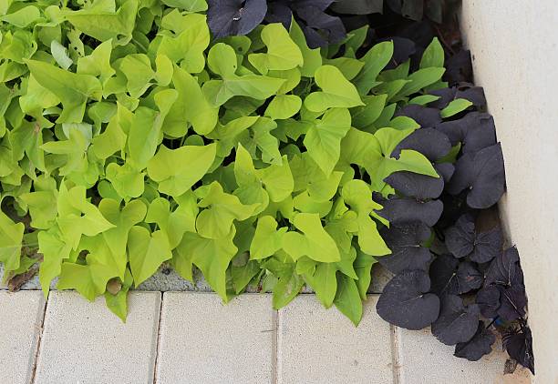Sweet Potato Leaves. Abundant sweet potato, also called: Ipomea batata 'Margarita', an edible root vegetable as well as ornamental plant. Consumption growing of sweet potato, and homegrown produce in the front and back yard. 