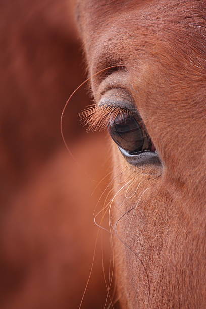 kasztanów horse eye zbliżenie - sensory perception eyeball human eye eyesight zdjęcia i obrazy z banku zdjęć