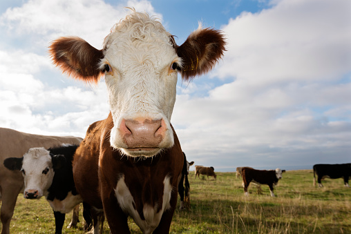 Portrait of young, brown and white Hereford cow looking sternly at the camera. Colour, horizontal with a low angle viewpoint with the focus on the animal's face, nice blue sky background for copy space, photographed on a farm on the island of Møn Denmark.