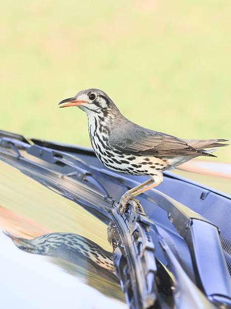istock Groundscraper Thrush in Royal Natal National Park, South Africa 500430021