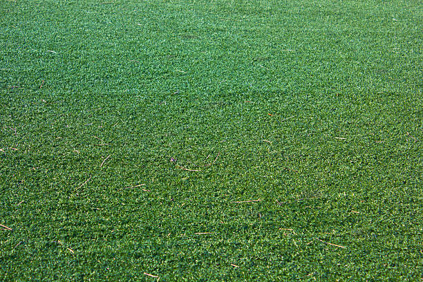 istock Green grass seamless texture. Seamless in only horizontal dimens 500430103