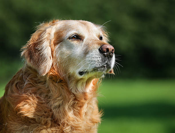 Golden retriever dog Purebred Golden Retriever dog outdoors on a sunny summer day. senior dog stock pictures, royalty-free photos & images