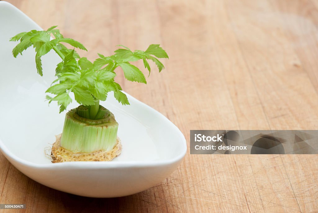 Re-transplant celery vegetables Regrow a vegetable Vegetable Stock Photo