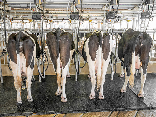 istock cow milking farm with facility 500430513