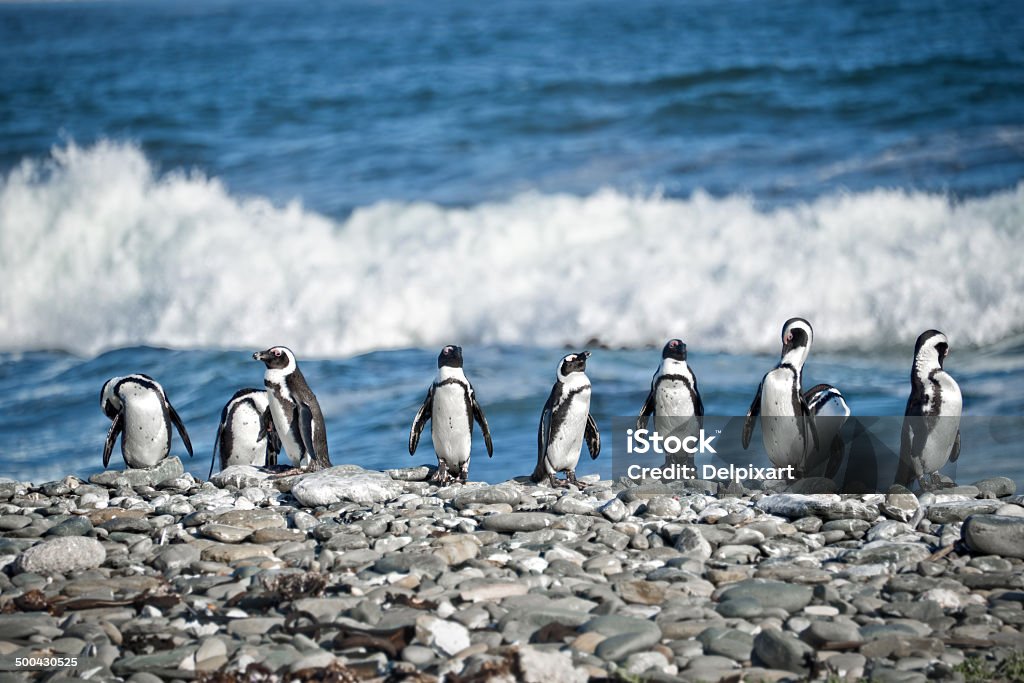 ペンギンに合わせて、南アフリカ - アフリカのロイヤリティフリーストックフォト