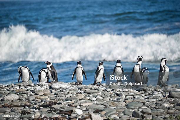 ペンギンに合わせて南アフリカ - アフリカのストックフォトや画像を多数ご用意 - アフリカ, ペンギン, ワイルドライフ