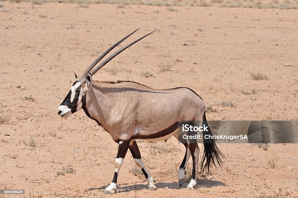 Gemsbok Antelope (Oryx gazella) Male Gemsbok Antelope in the Kgalagadi Transfrontier Park, Southern Africa. Africa Stock Photo