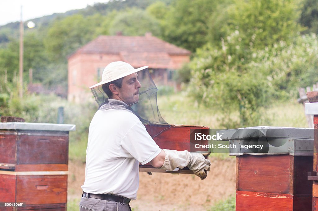 Пчеловод работает на своем apiary - Стоковые фото Взрослый роялти-фри