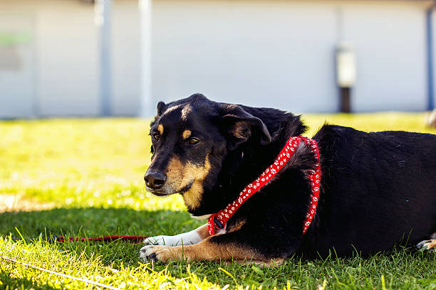 Corgi Mix stock photo