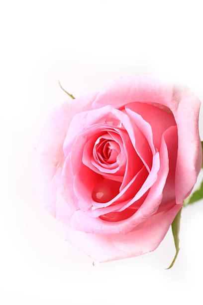 istock rose gentle pink  isolated on white background 500430998