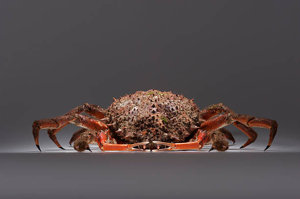 istock European spider crab, crustacean, shellfish, seafood, copy space 500431271