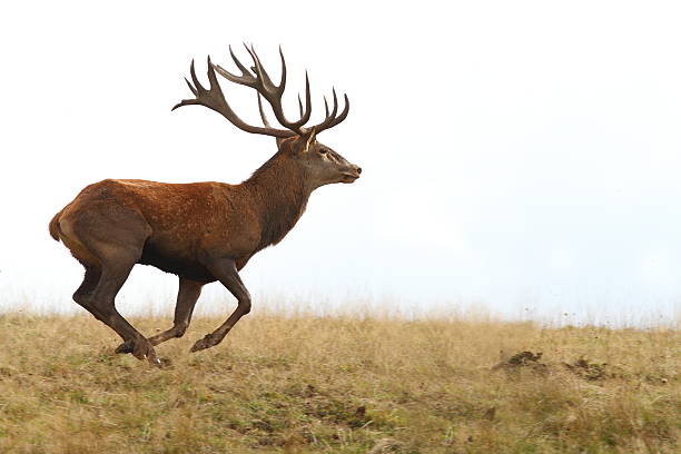 istock red deer buck running on clearing 500431298