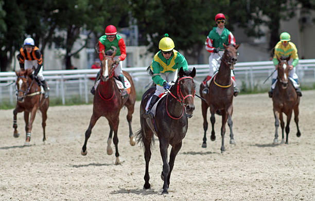 Before horse race. Before horse race in Pyatigorsk,Northern Caucasus,Russia bay horse stock pictures, royalty-free photos & images