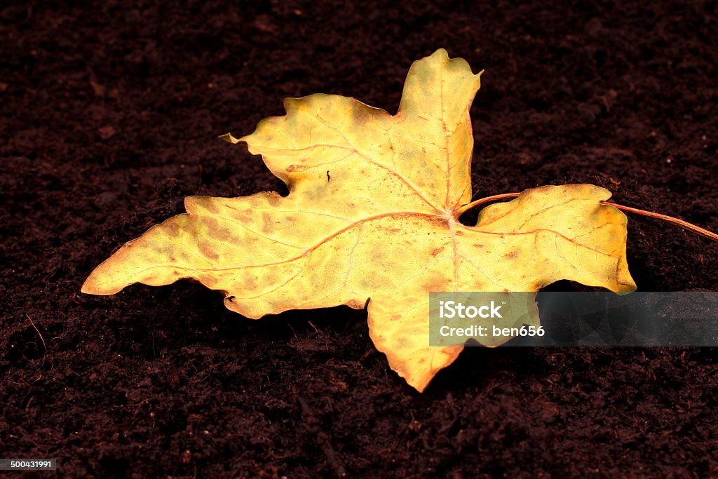 golden autumne golden autumn leaf  Autumn Stock Photo