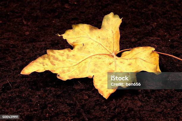 Golden Autumne Stock Photo - Download Image Now - Autumn, Backgrounds, Beauty
