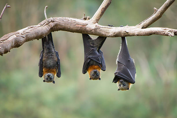 bats - vleerhond stockfoto's en -beelden