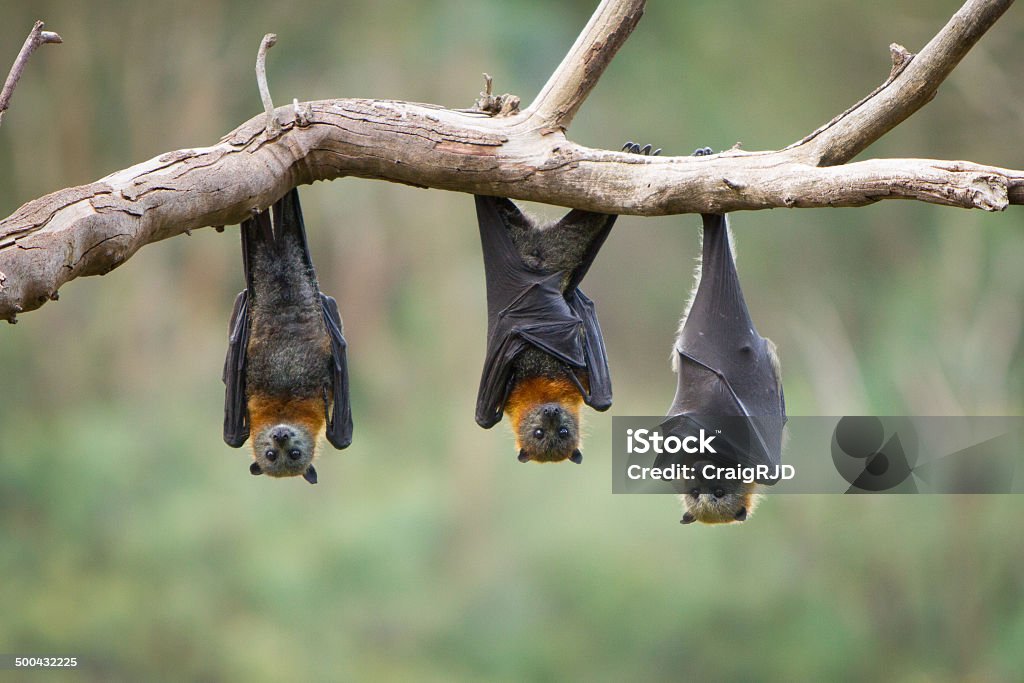Bats Three bats Bat - Animal Stock Photo