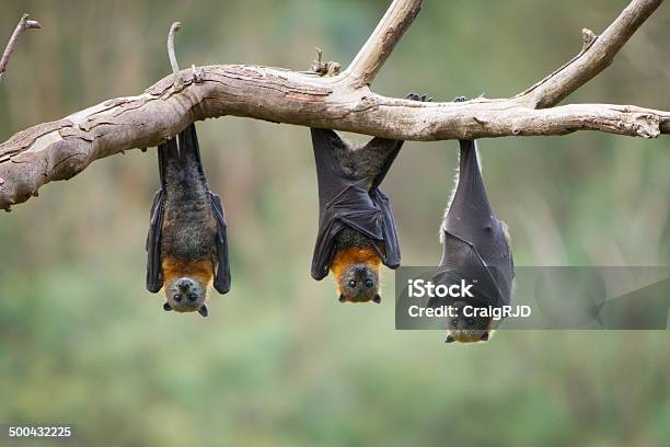 Bats Stock Photo - Download Image Now - Bat - Animal, Hanging, Animal