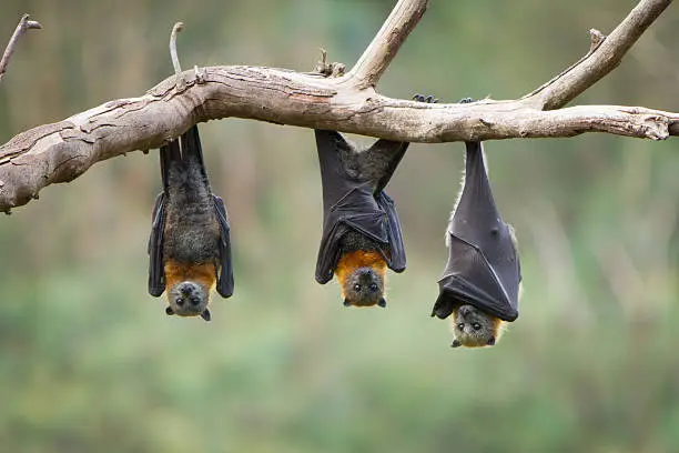Photo of Bats