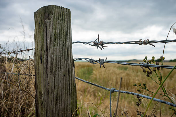 istock Fence post and barbed wire - Field of wheat 500432858