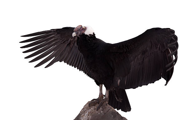 Vultur gryphus.  Isolated over white background Andean condor (Vultur gryphus).  Isolated over white background eurasian griffon vulture photos stock pictures, royalty-free photos & images