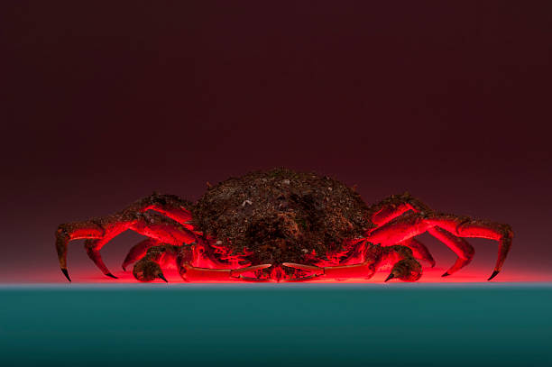 istock European spider crab, breaching, crustacean, shellfish, red, dark 500433365