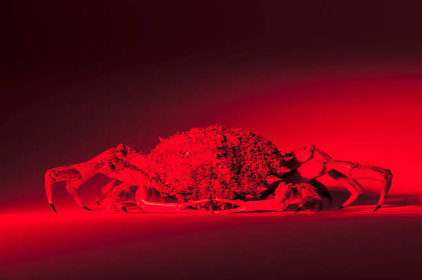 istock European spider crab, silhouette, red, hot, horror, danger, baking 500433367