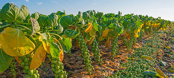 Брюссельская капуста - как вырастить хороший урожай Брюссельская капуста: как вырастить хороший урожай