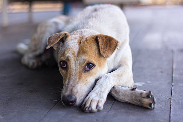 istock lazy dog on the wooden 500435270