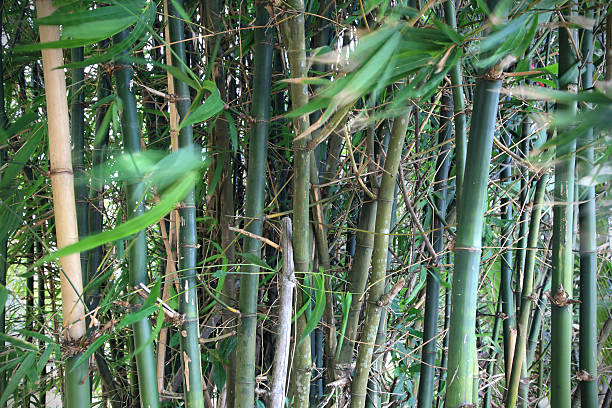 istock Bamboo garden and motion blurred leaves 500440377