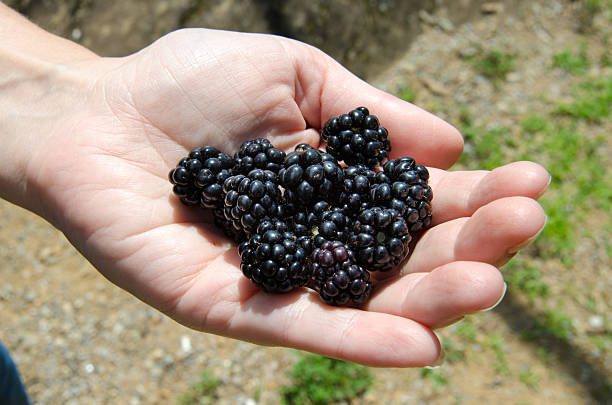 istock Handful of Blackberries 500440505