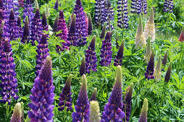 istock lupinus in the garden 500440555