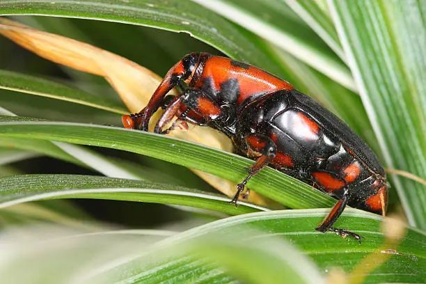 Photo of red palm weevil