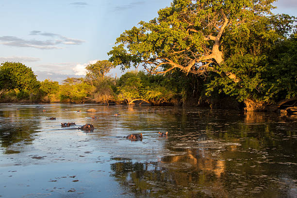 río grumeti con almohadas piscina serengeti tanzania - hypo fotografías e imágenes de stock