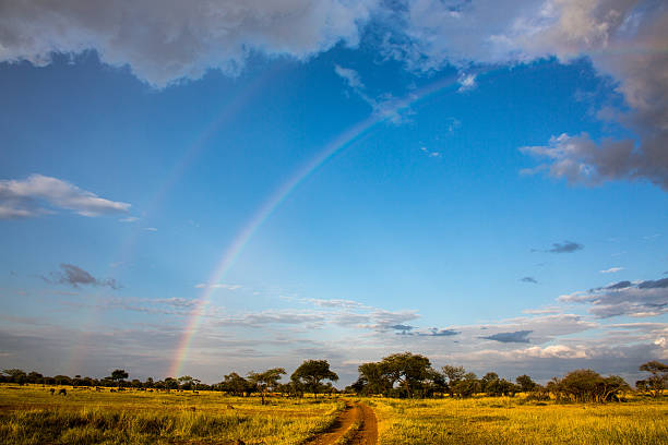 istock Serengeti plains with rainbow 500440697