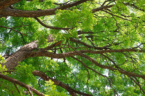 kentucky coffeetree canopy - coffeetree foto e immagini stock