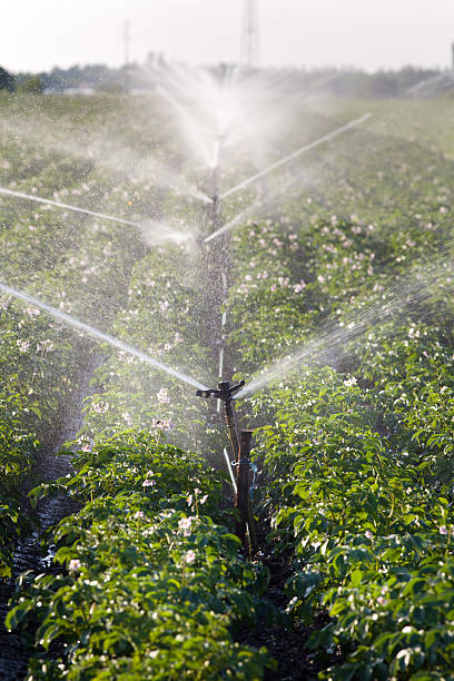 regar batata - watering place imagens e fotografias de stock