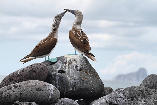 Pair of Blue-footed Booby (Sula nebouxii) Pair of Blue-footed Boobies (Sula nebouxii) in Lobos island with kicker rock at background, Galapagos. point lobos state reserve stock pictures, royalty-free photos & images