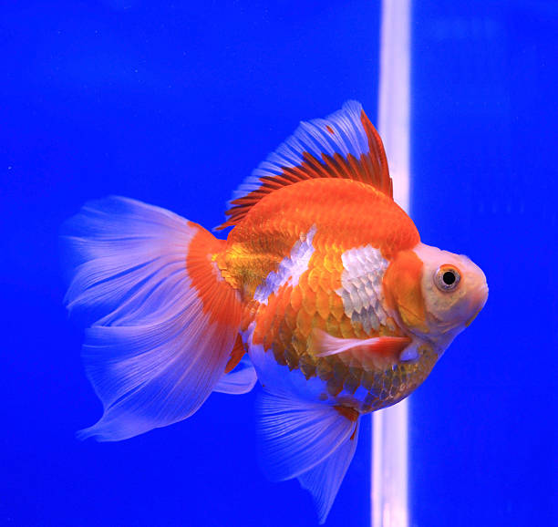 istock Goldfish in clear water 500441553