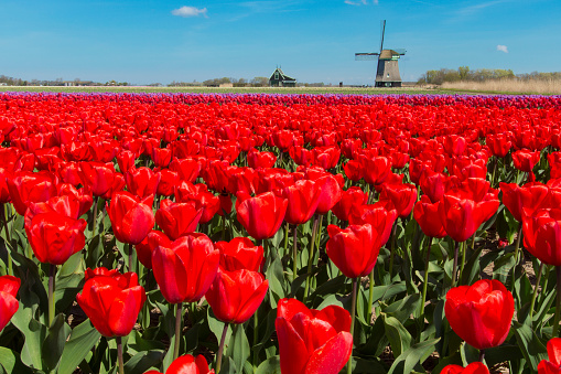 Traditional dutch windmill in the blooming tulip fields.