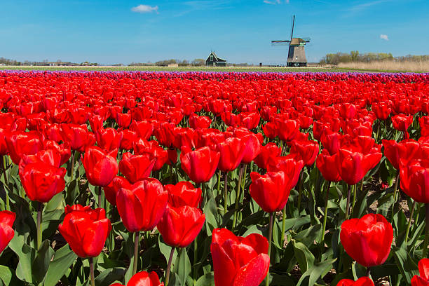 Red Tulips and Windmill Traditional dutch windmill in the blooming tulip fields. keukenhof gardens stock pictures, royalty-free photos & images