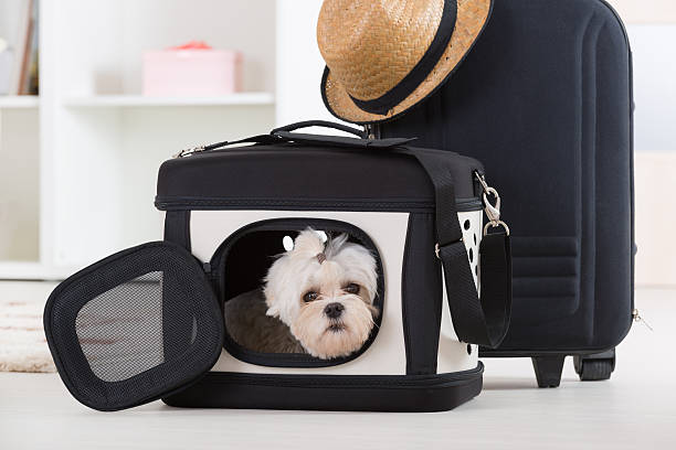 istock Dog sitting in his transporter 500441627