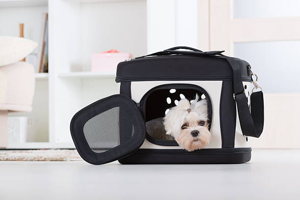 istock Dog sitting in his transporter 500441629