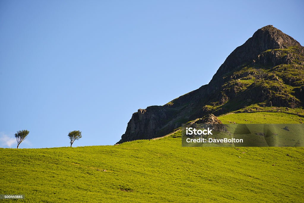 Yewbarrow à Wasdale Head - Photo de Arbre libre de droits