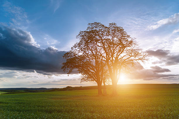 istock Sunset over spring field in country 500442503