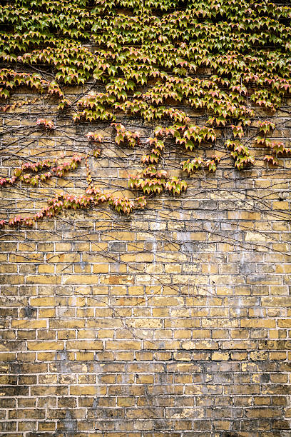 istock overgrown  Boston ivy brick wall for backgrounds 500442781
