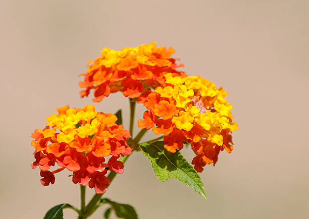 Colorful flowers (Lantana camara) blooming at the park. A methanolic extract of L. camara has anti-ulcer activity in rats in laboratory studies. 