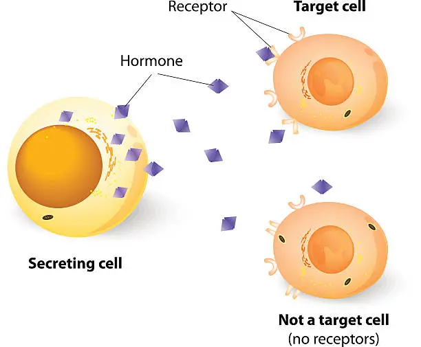 Vector illustration of Hormones, receptors and target Cells