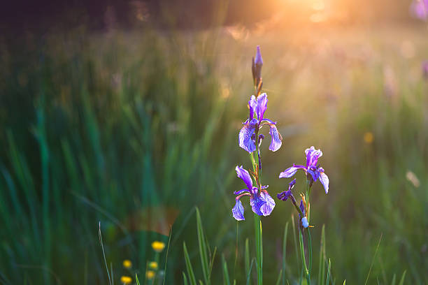 Close-up of purple Siberian iris with low light stock photo